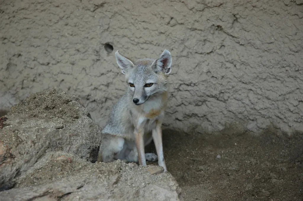 San Joaquin Kit Fox (Image Credits: Flickr)