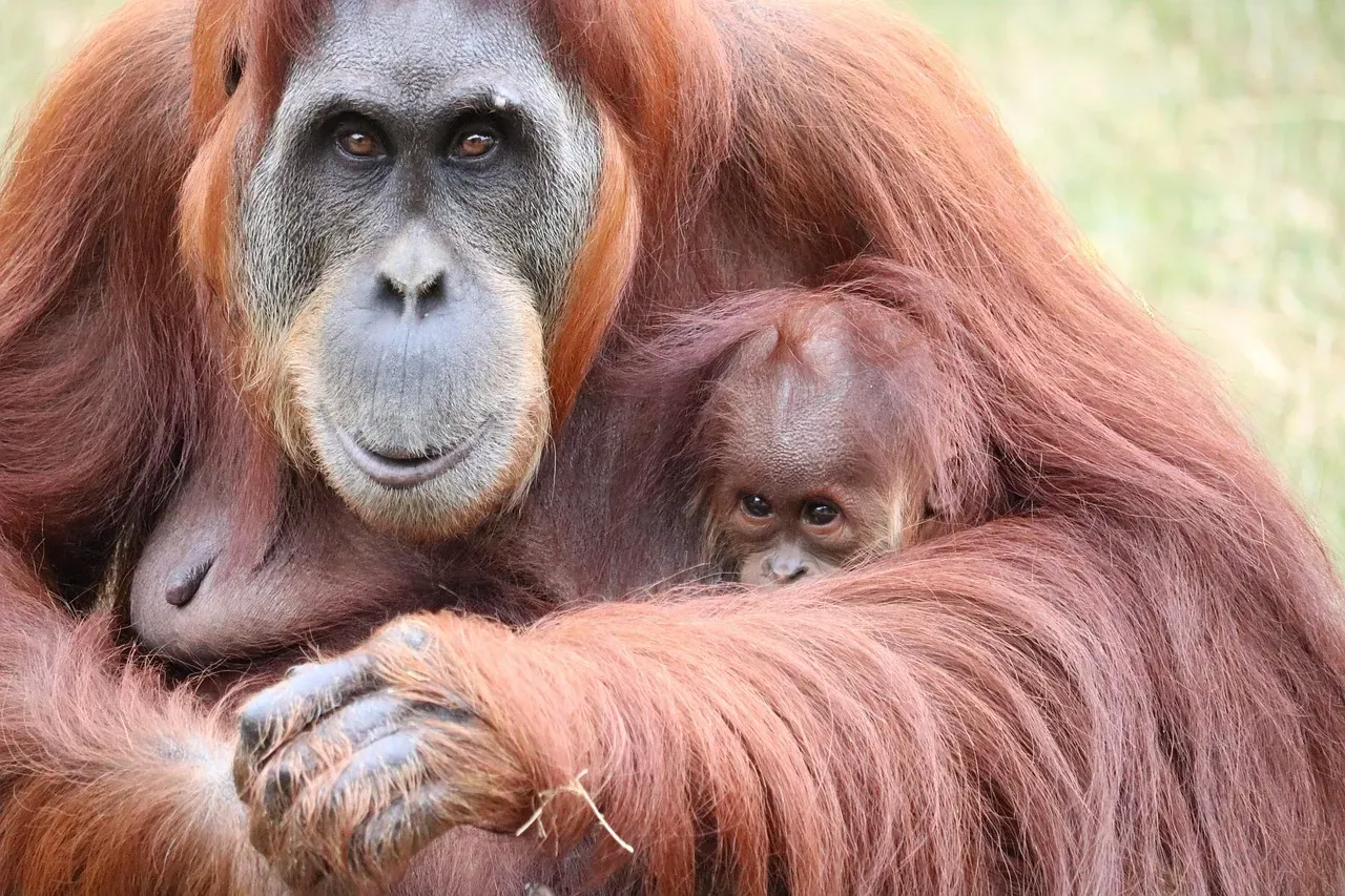 Orangutan Mothers: The Longest Childhood in the Wild (Image Credits: Pixabay)