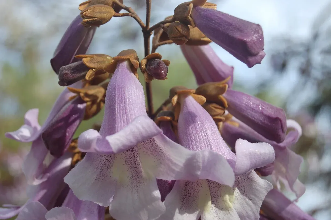 #9 Sagittarius (November 22 – December 21): The Empress Tree (Paulownia) (Image Credits: Pixabay)