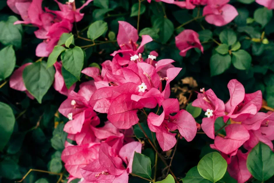 6. Bougainvillea (Image Credits: Pexels)