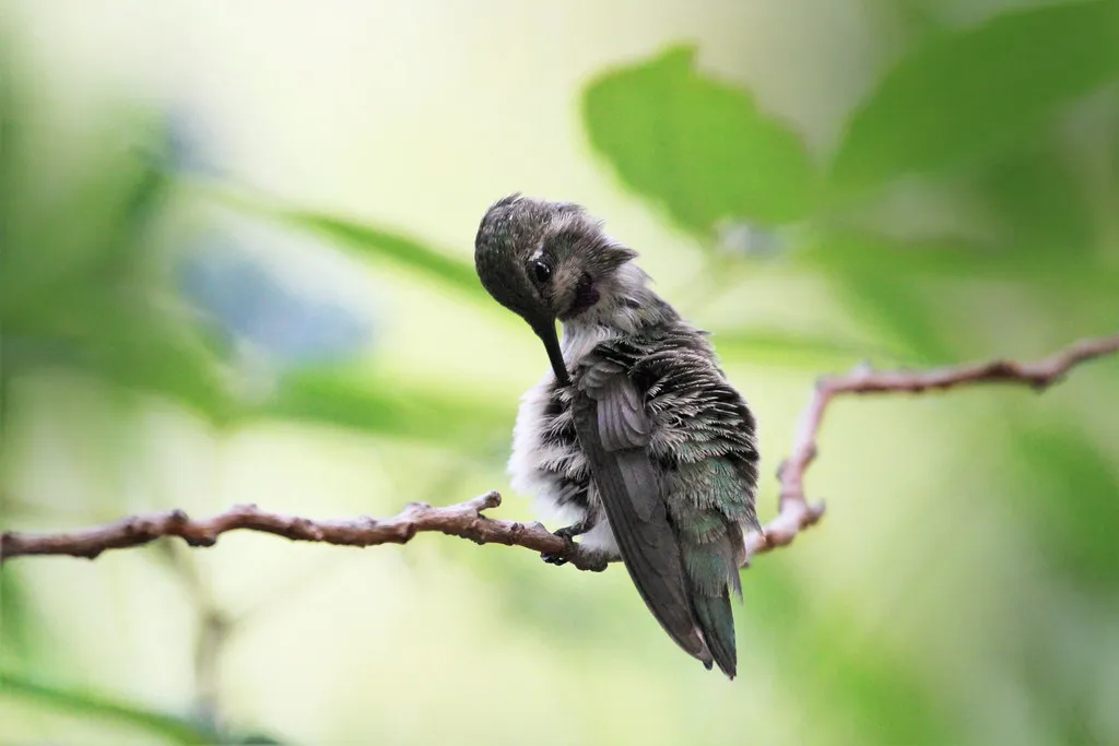 #10 - Preening and Feather Maintenance After a Long Night (Monkeystyle3000, Flickr, CC BY 2.0)
