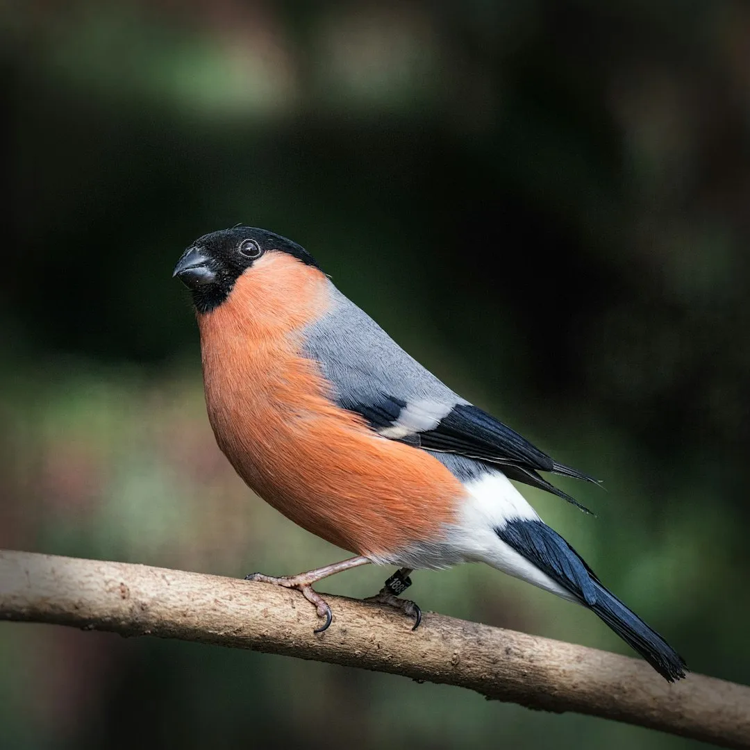 #32 - Bullfinches Are Fading From Hedgerows and Gardens Alike (Image Credits: Unsplash)