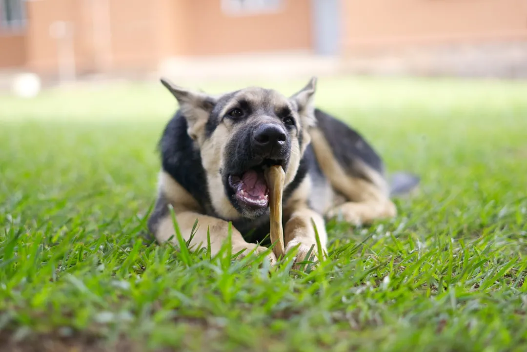 #8 - Real Bones and Rawhide Were the Only Chew Options (Image Credits: Unsplash)