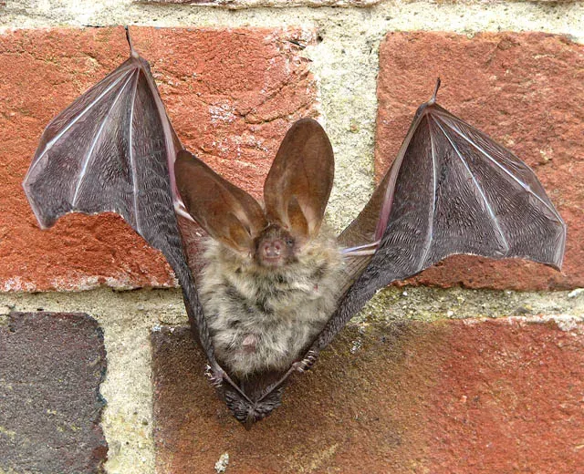 Northern Long-Eared Bat: Silent Casualty of Disease (Image Credits: Wikimedia)