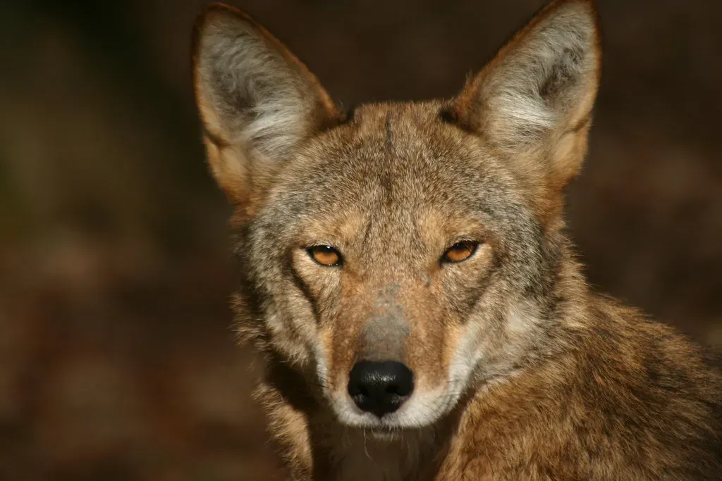 The Red Wolf Was Declared Extinct in the Wild (Image Credits: Flickr)