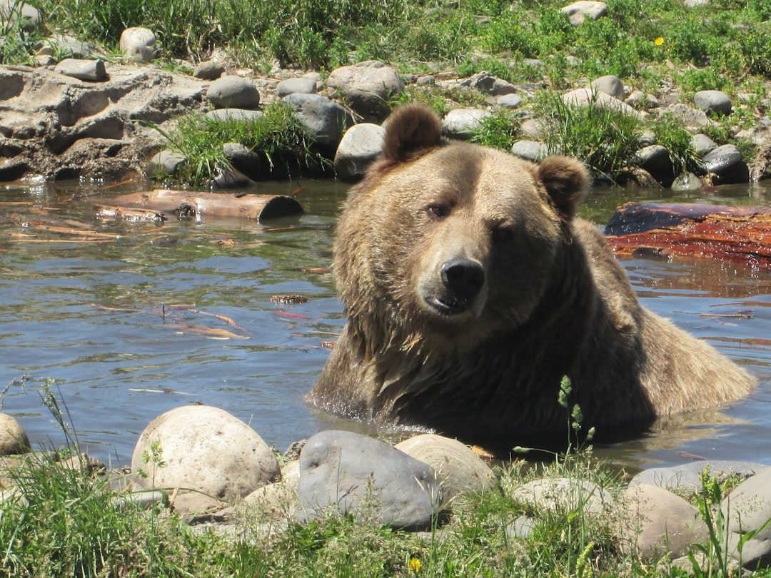 Montana: The Lower 48's Grizzly Stronghold (Image Credits: Unsplash)