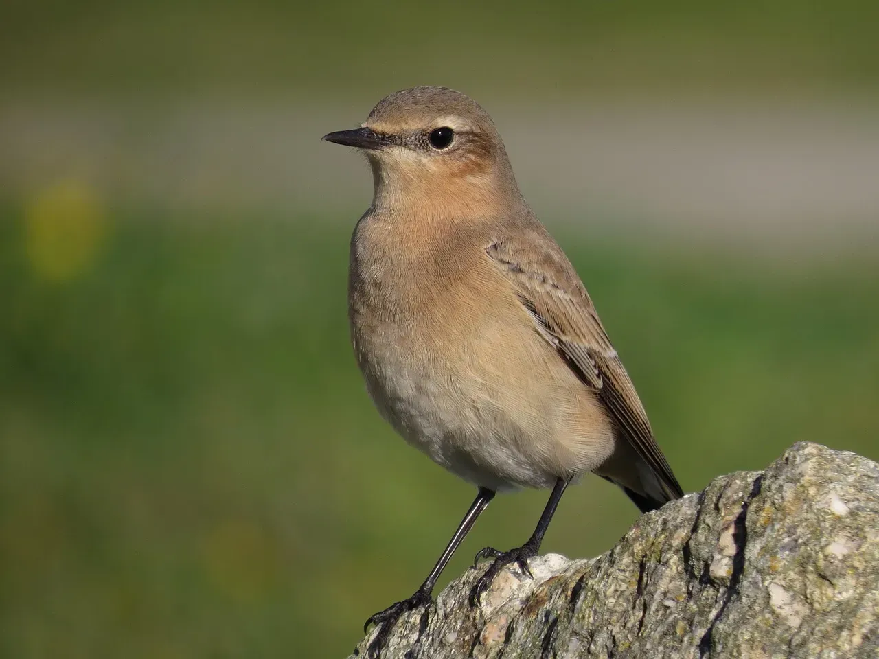 7. Northern Wheatear: The Tiny Songbird That Crosses the Arctic (Image Credits: Pixabay)