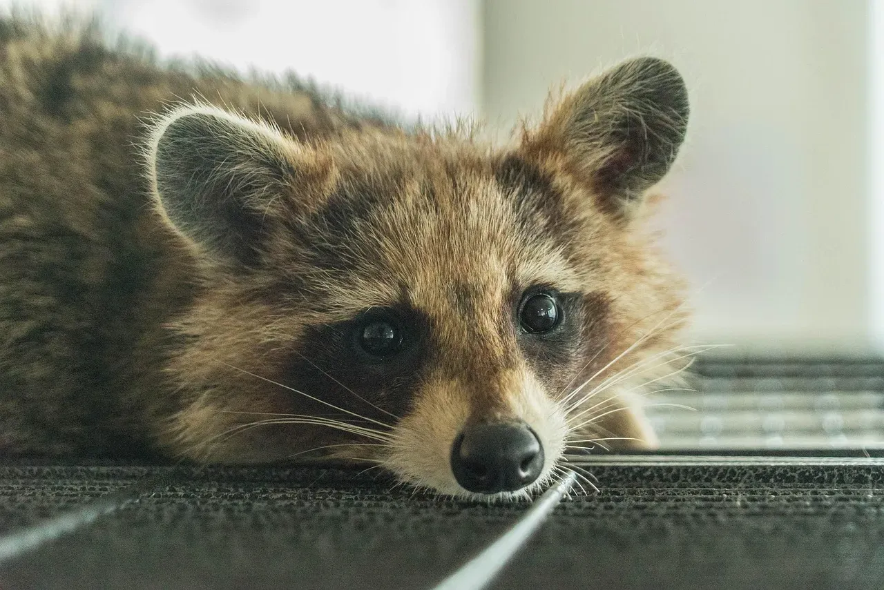 Texas: A Raccoon Paradise in the Lone Star State (Image Credits: Pixabay)