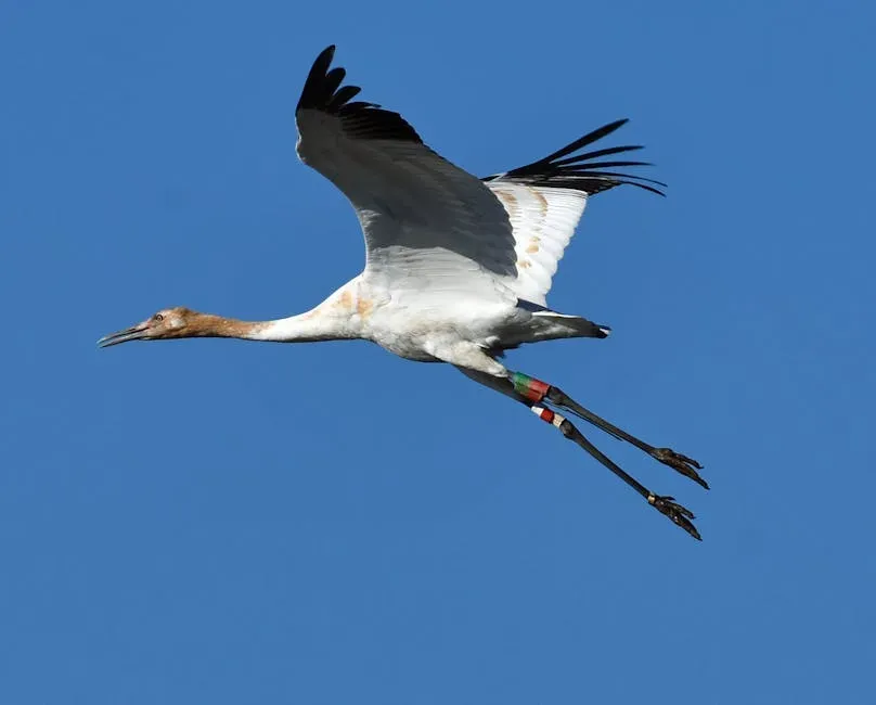 The Whooping Crane: Climbing Back from 14 Birds (Image Credits: Pexels)