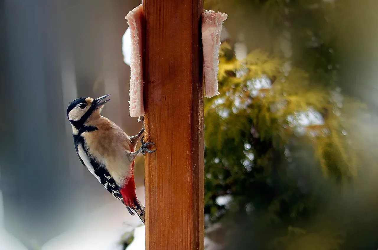 7. Light Tapping or Pecking Sounds (Image Credits: Pixabay)