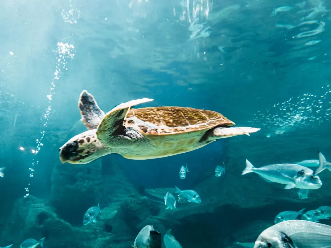 Sea Turtles and Humpback Whales: Oceans Offering Cautious Optimism (Image Credits: Unsplash)