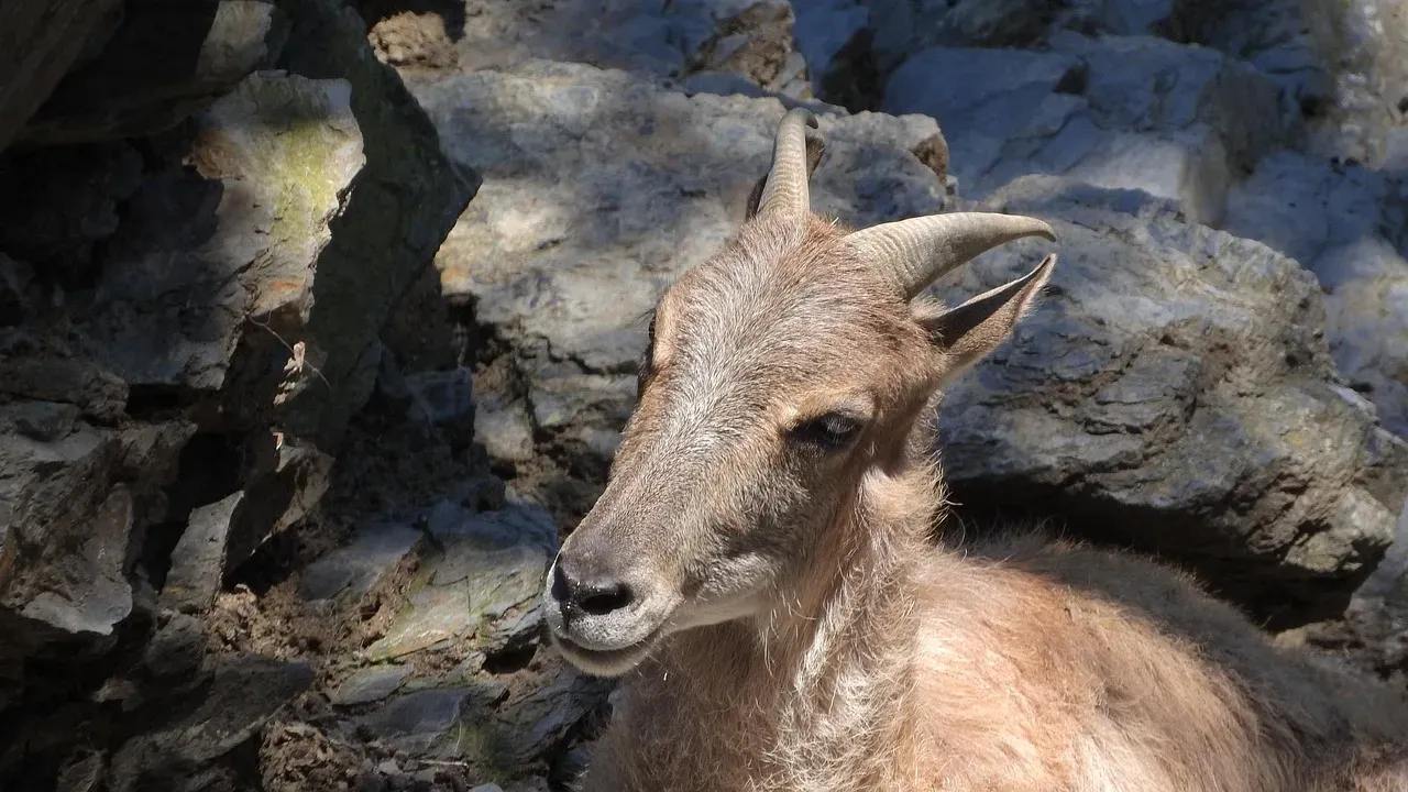3. Himalayan Tahr: The Mountain Goat Master (Image Credits: Pixabay)