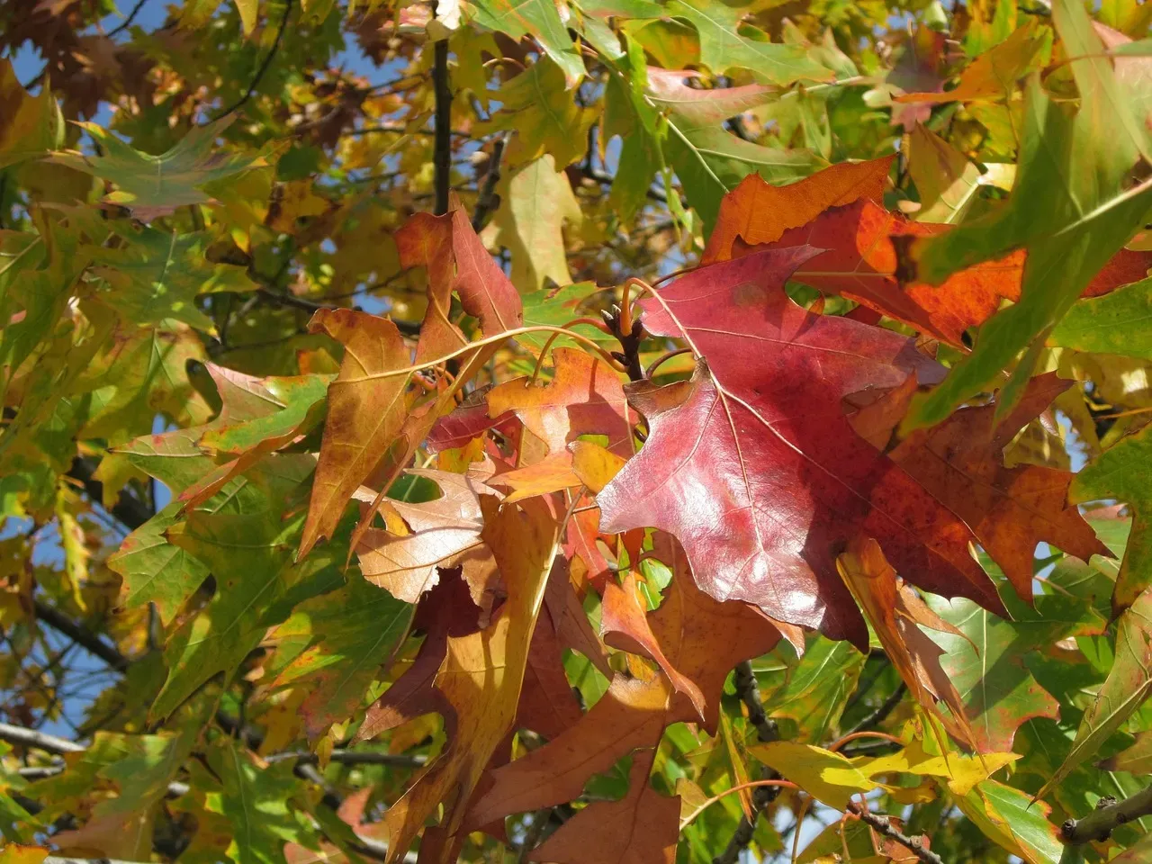 #3. Northern Red Oak (Quercus rubra) (Image Credits: Pixabay)