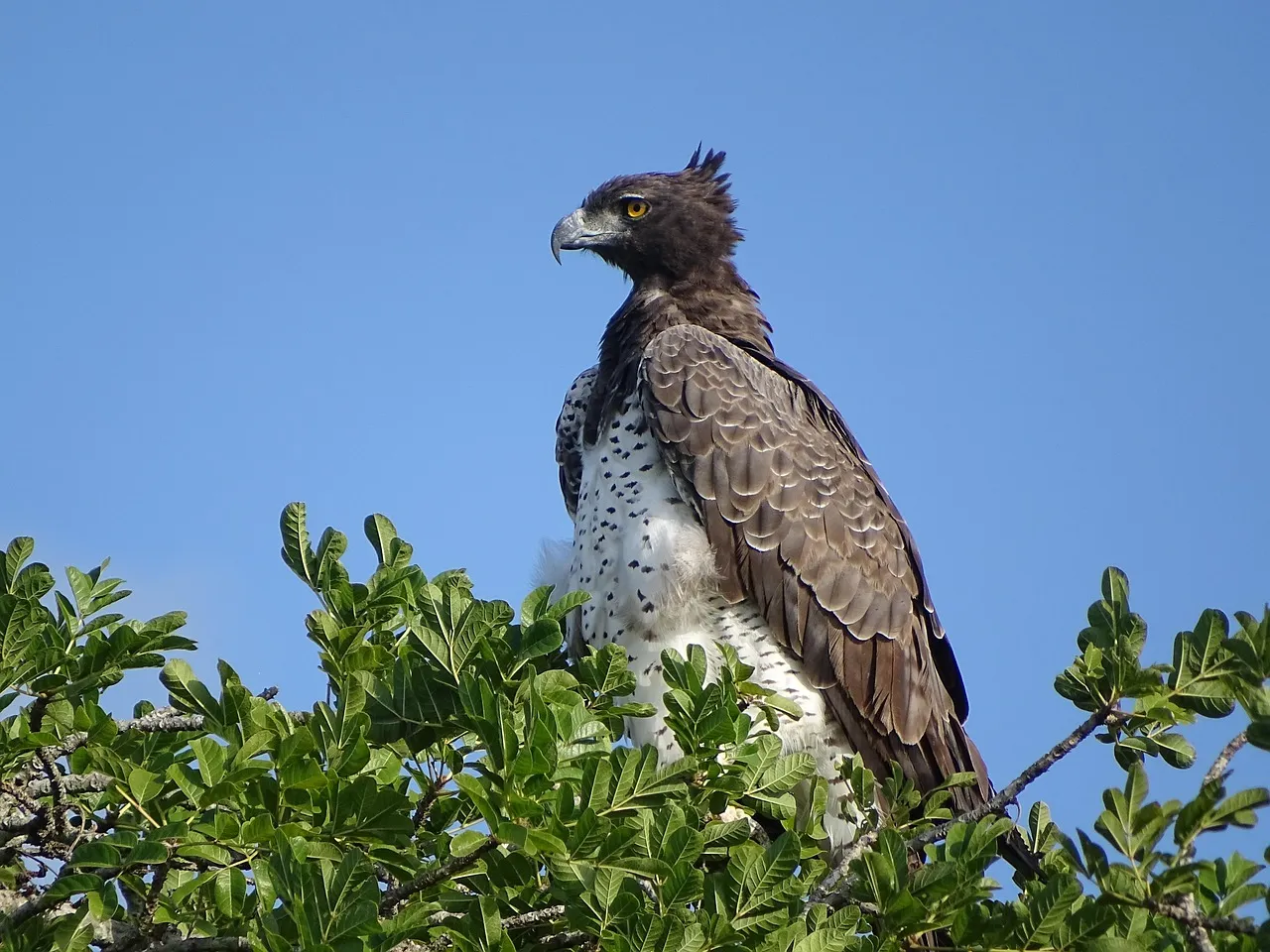 Sagittarius &ndash; The Martial Eagle: Adventurous Hunter of the Open Plains (Image Credits: Pixabay)