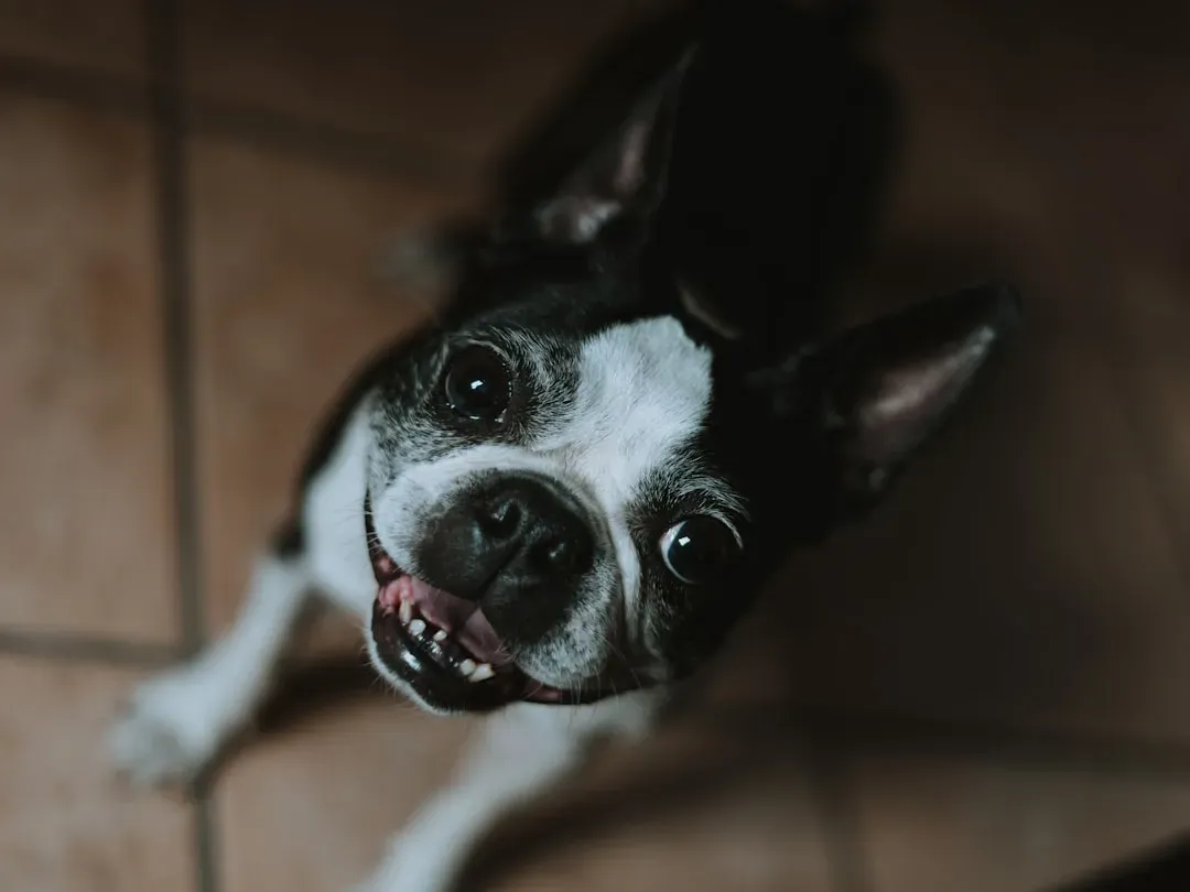 The Happy Face Grin (Image Credits: Unsplash)