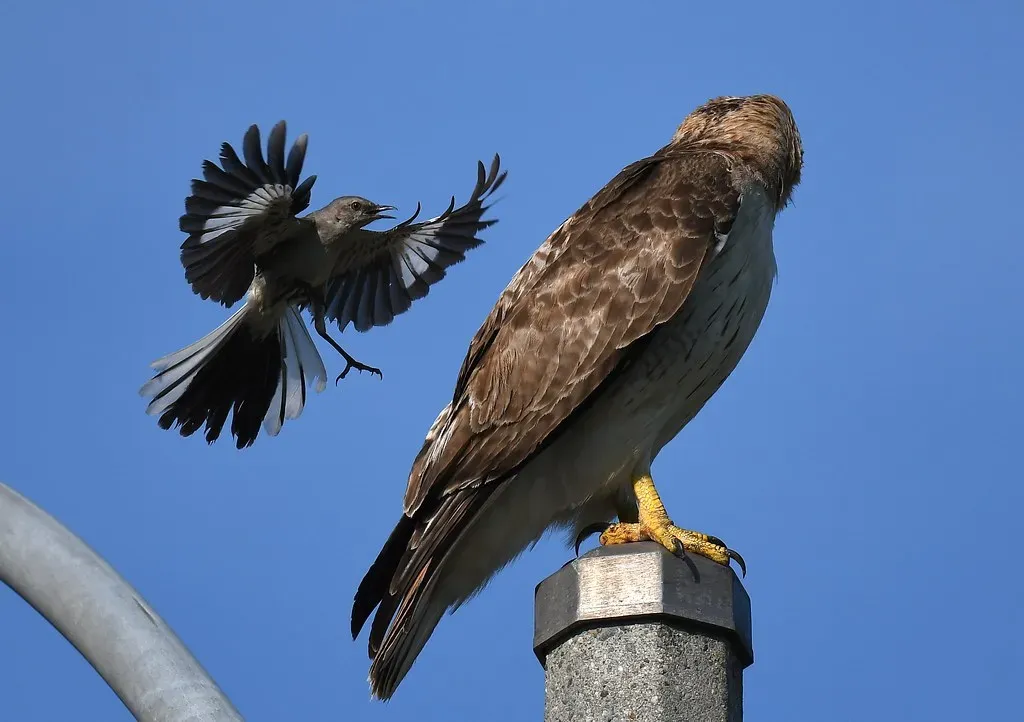 Rallying the Troops Against Predators (Wildreturn, Flickr, CC BY 2.0)