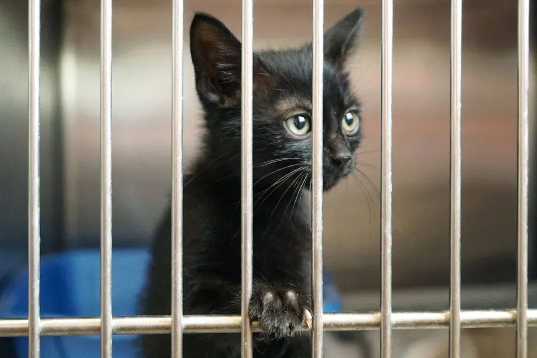 The Domino Effect on Real Rescues and Real Animals (Image Credits: Unsplash)