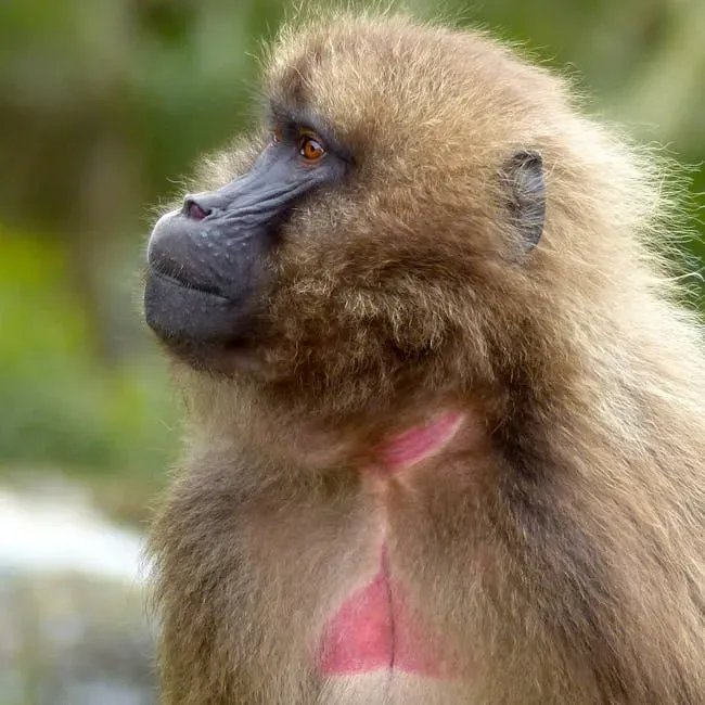 Ethiopian Wolves and Gelada Monkeys: The Predator Who Plays Pacifist (Image Credits: Pexels)
