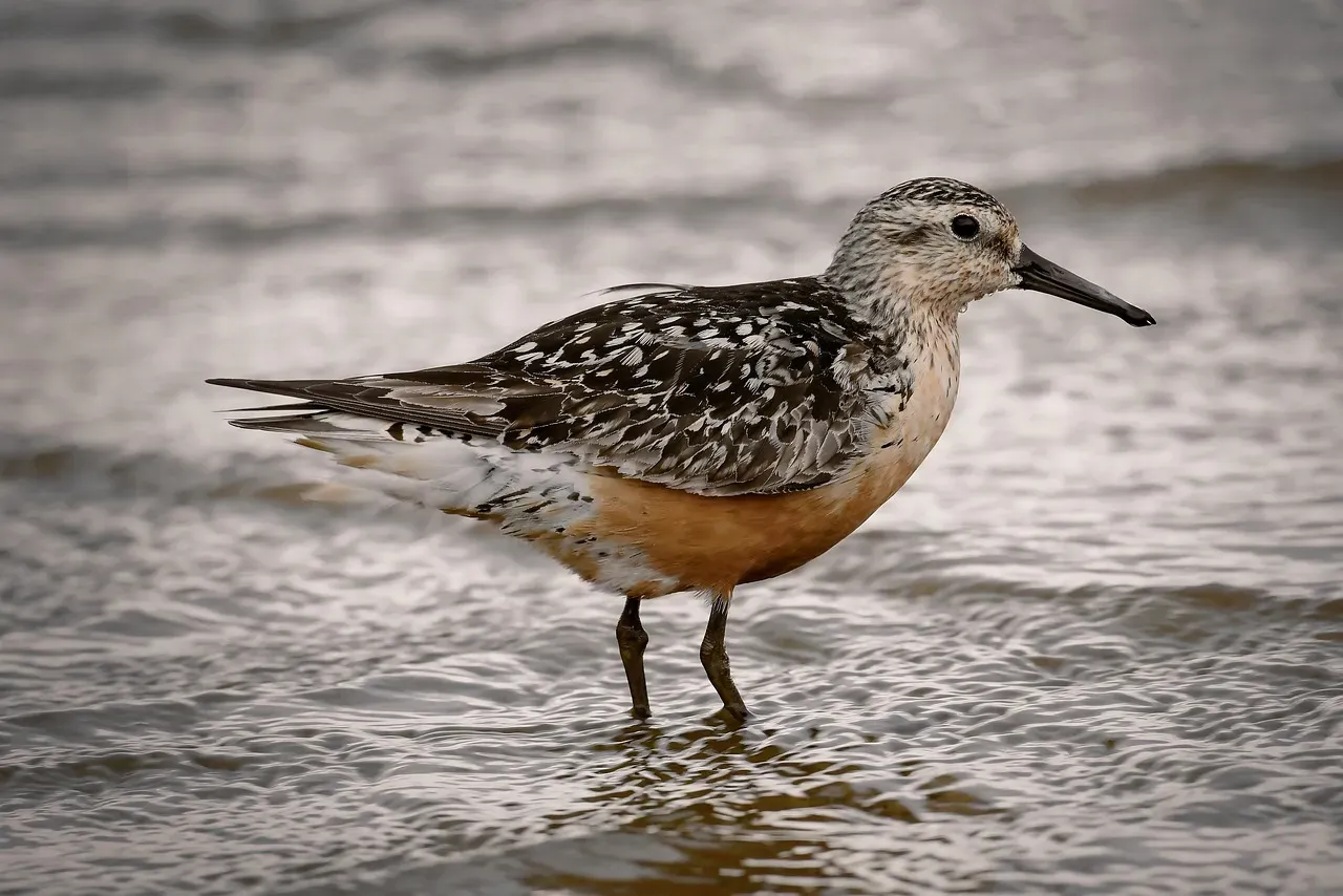 The Red Knot: A Shorebird Tied to an Ancient Creature (Image Credits: Pixabay)