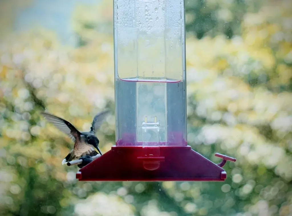 Placing the Feeder in the Wrong Spot (audeav, Flickr, CC BY 2.0)