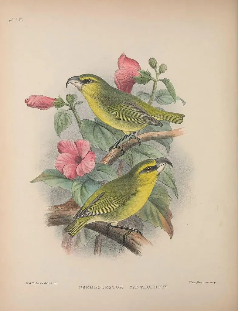 2. Kiwikiu - The Maui Parrotbill (Image Credits: Flickr)