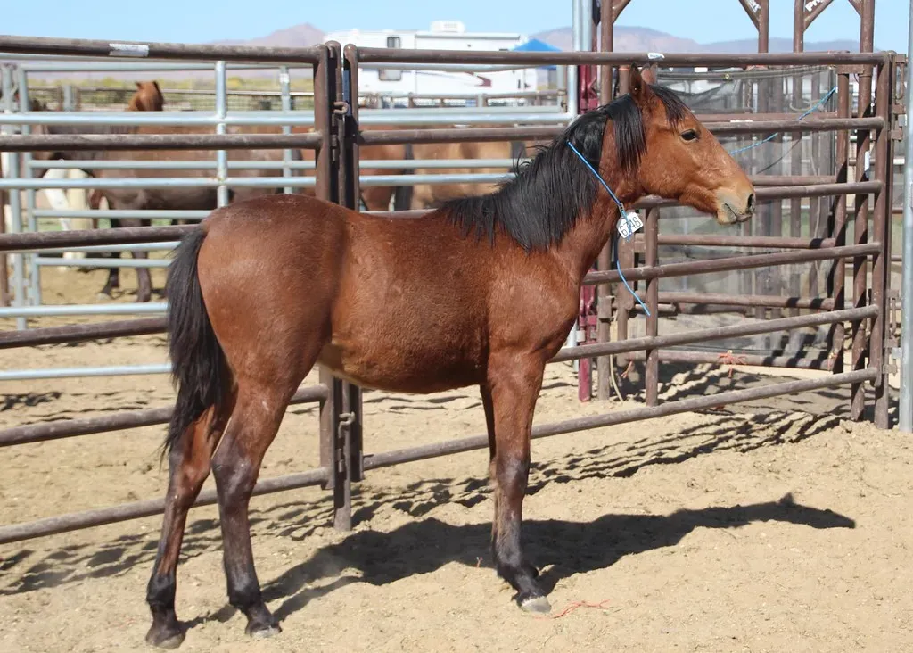 #11 - Has the Horse Been Tested for Common Infectious Diseases? (BLM Nevada, Flickr, CC BY 2.0)