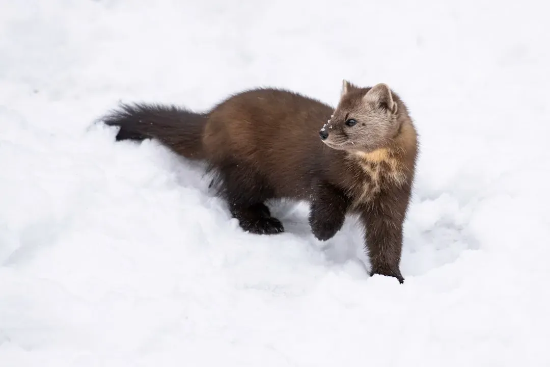 They Can Smell Prey Buried Under 20 Feet of Snow (Image Credits: Unsplash)