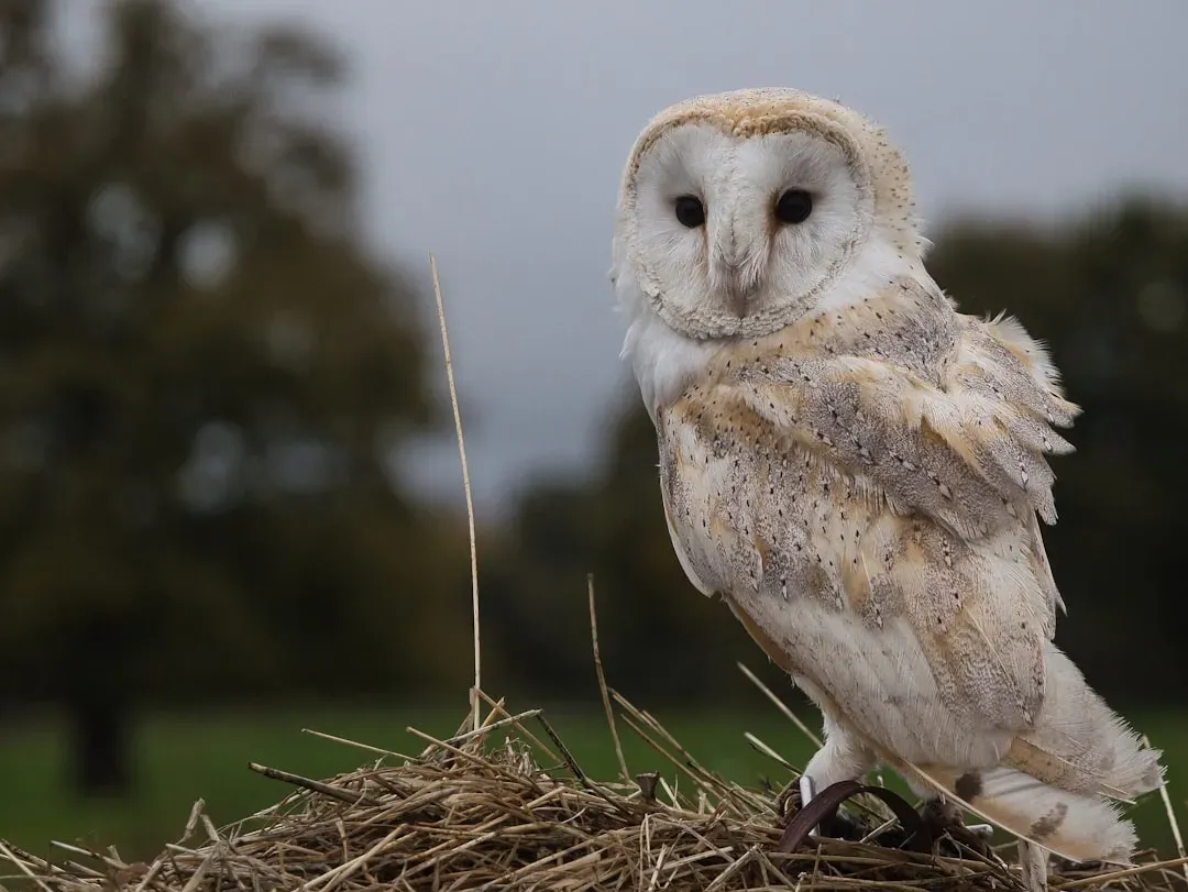 The Bloodcurdling Screech (Image Credits: Unsplash)