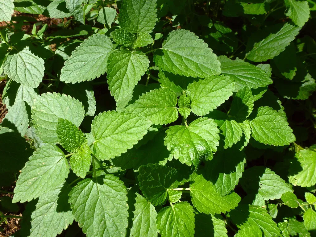 #2 - Lemon Balm: The Mint-Family Powerhouse With Citronellal to Spare (Wendell Smith, Flickr, CC BY 2.0)