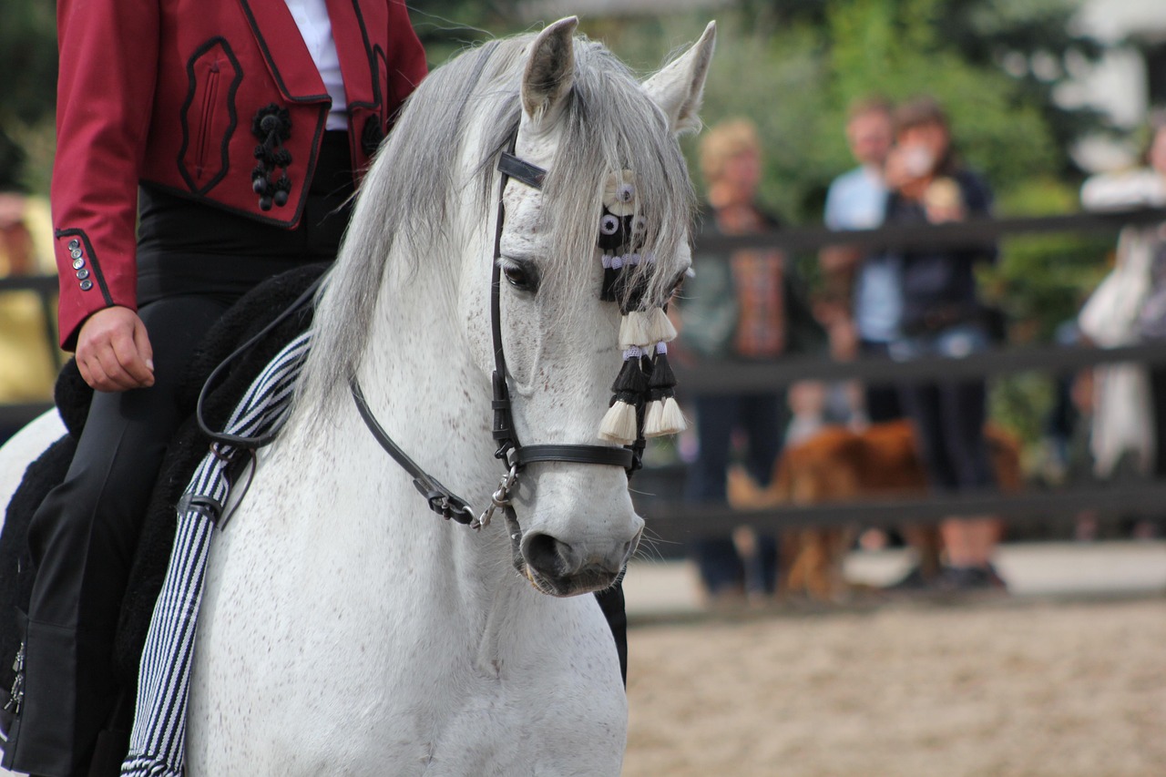 Colonial Spanish Horse: America's Forgotten Heritage (Image Credits: Pixabay)