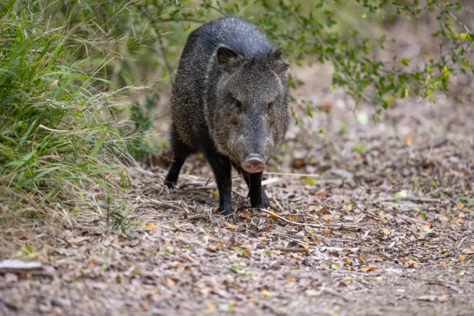 10. Feral Hogs: The Invasive Force Nobody Saw Coming (Image Credits: Stocksnap)