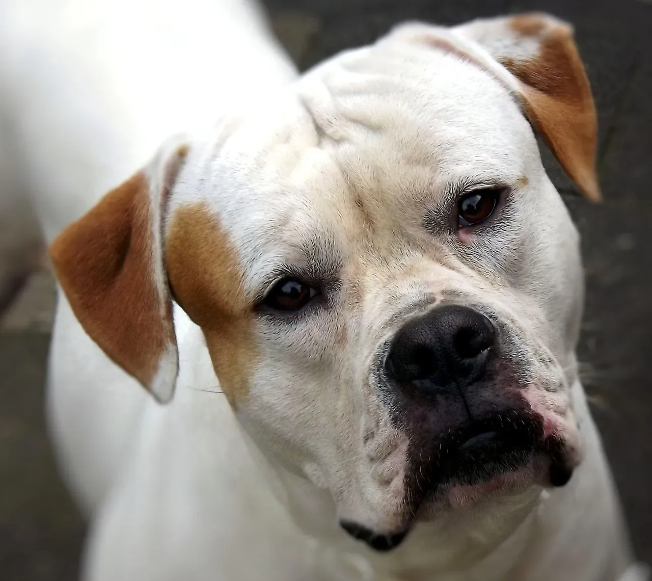 #4 – The American Bulldog Buried Under Someone Else's Reputation (Image Credits: Pixabay)