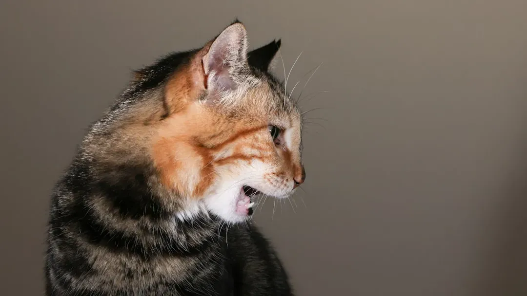 Growls, Hisses, and Warning Sounds You Should Never Ignore (Image Credits: Unsplash)