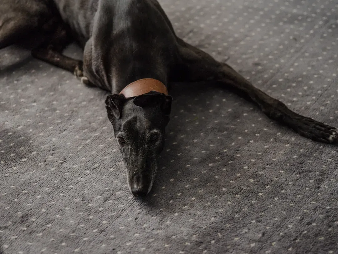 Greyhound (Image Credits: Unsplash)