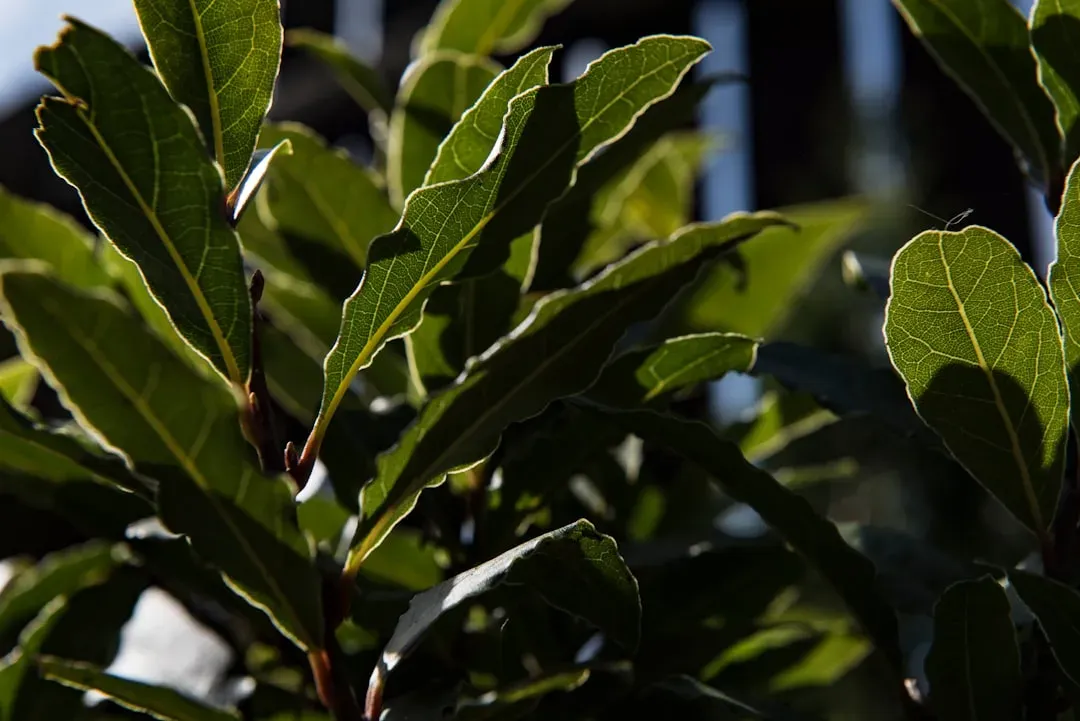 7. Try Bay Leaves and Coffee Grounds for Long-Term Deterrence (Image Credits: Unsplash)