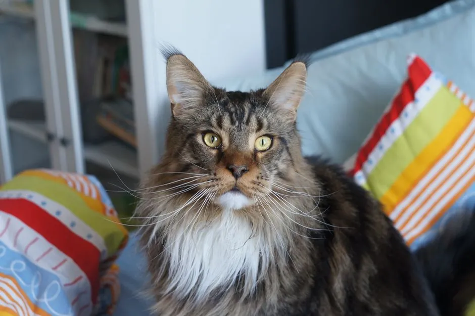 #5 Leo – The Maine Coon: Regal, Big‑Hearted, and Impossible to Ignore (Image Credits: Pexels)
