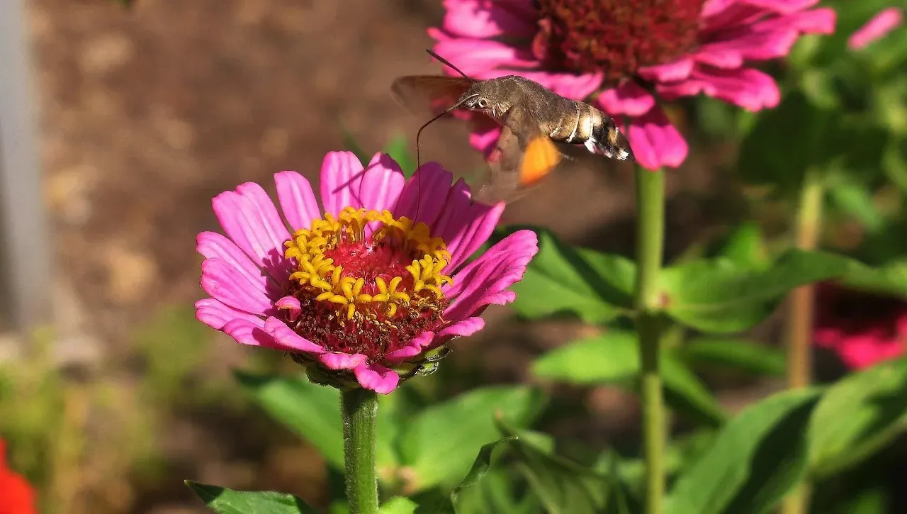 #13 - Zinnia: The Underestimated Annual That Quietly Saves the Fall Migration Window (Image Credits: Pixabay)