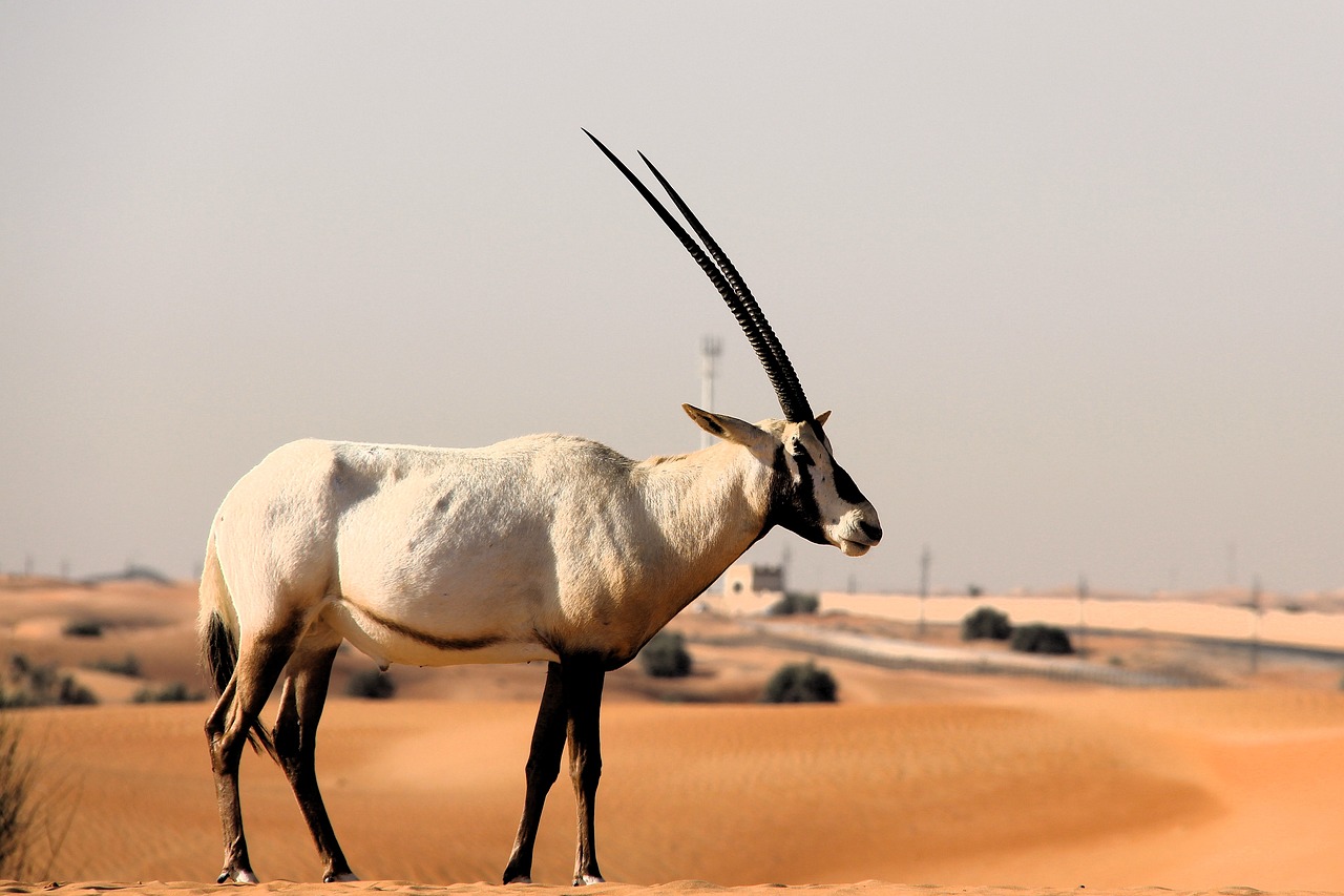 Arabian Oryx - Desert Antelope Resurrection (Image Credits: Pixabay)