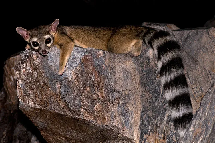 Ringtails Raiding Dumpsters After Dark (Image Credits: Wikimedia)