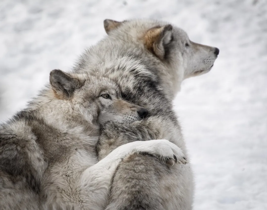#5 Fierce Protectiveness Over Family (Image Credits: Unsplash)