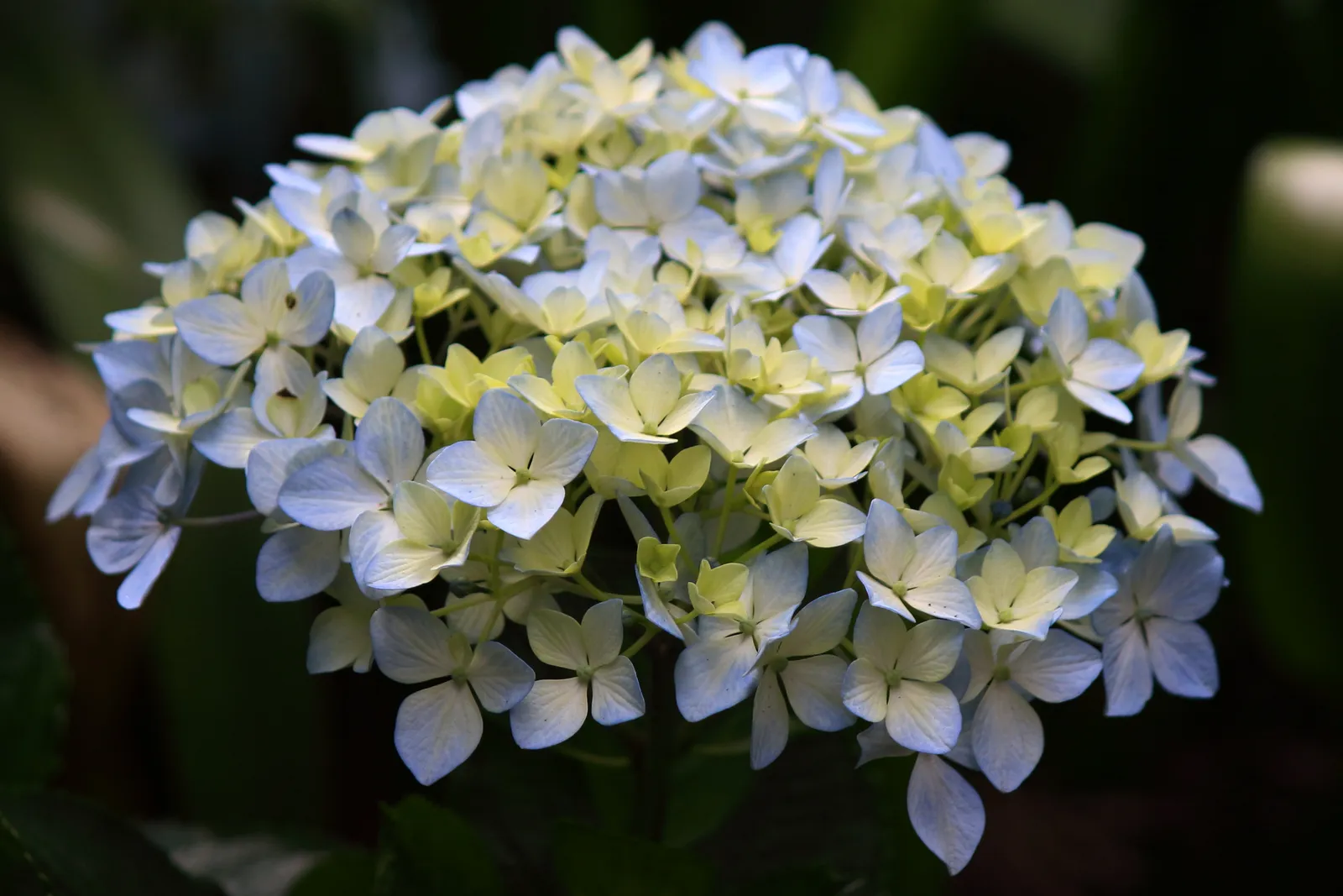 #6 Climbing hydrangea (By Sathya K Selvam, CC BY-SA 4.0)