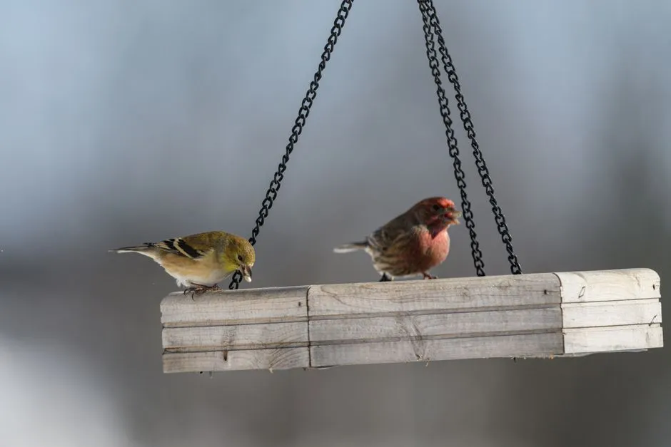 6. Stokes Select Giant Hopper Feeder: The Feeder for Serious Bird Traffic (Image Credits: Pexels)