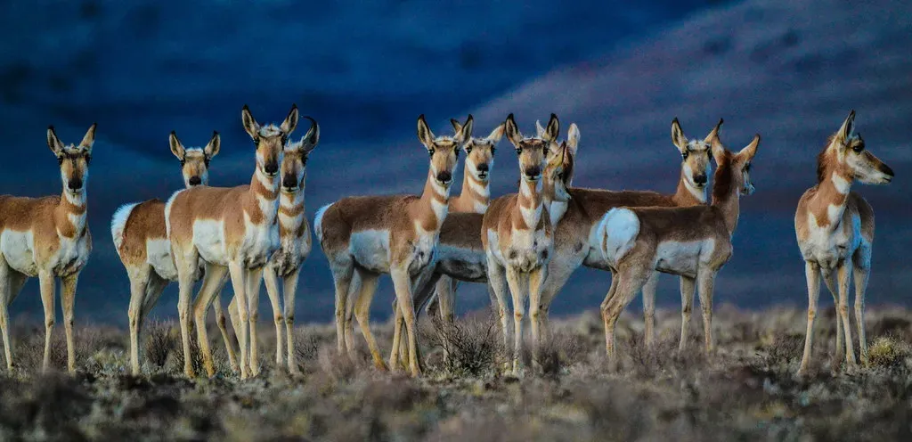 Their Vision Is Nothing Short of Extraordinary (Image Credits: Flickr)