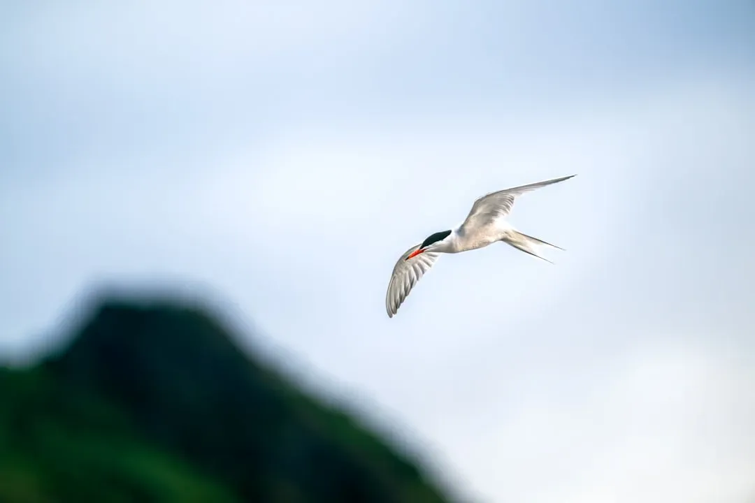 Aquarius: The Visionary Arctic Tern (Image Credits: Unsplash)