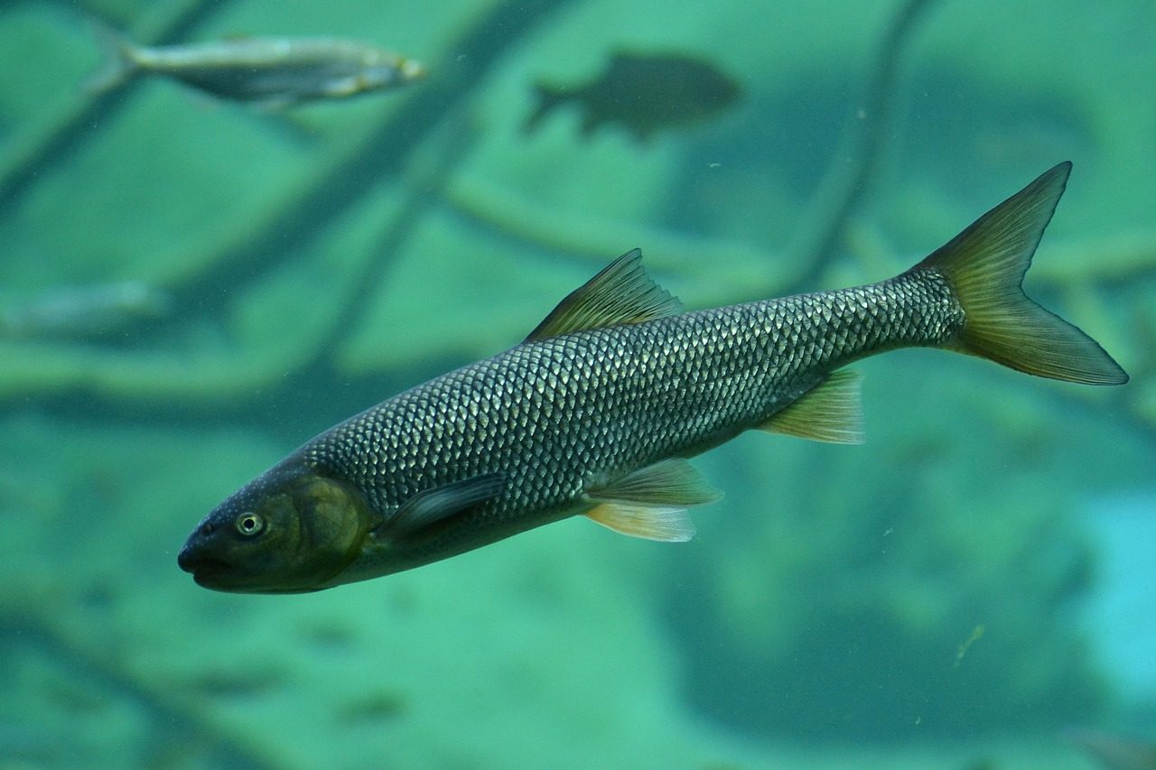 The Siscowet Lake Trout: Superior's Secret Giant (Image Credits: Pixabay)