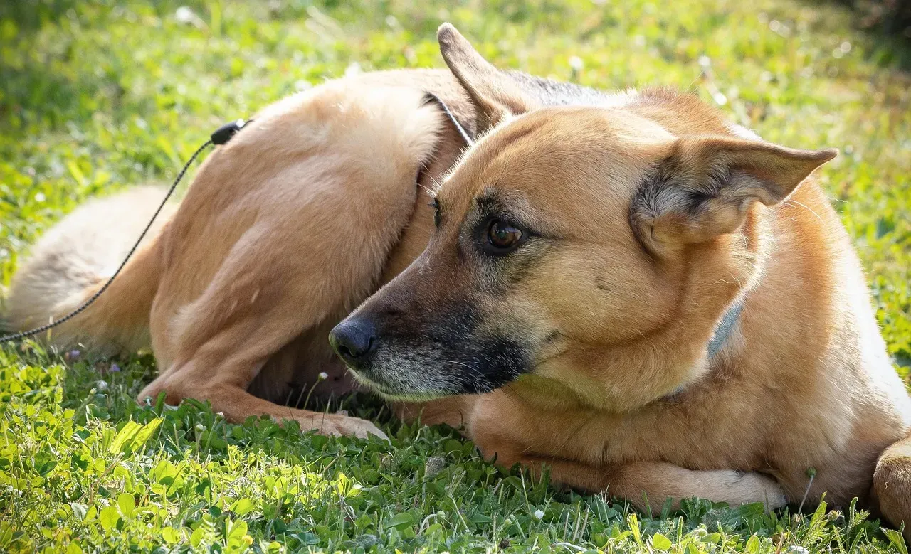 Born From One Legendary Dog (Image Credits: Pixabay)