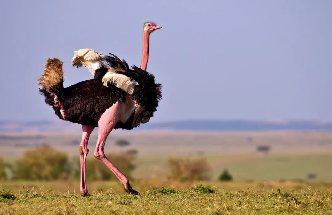 6. Ostrich: The Kick That Can Kill a Lion (Image Credits: Unsplash)
