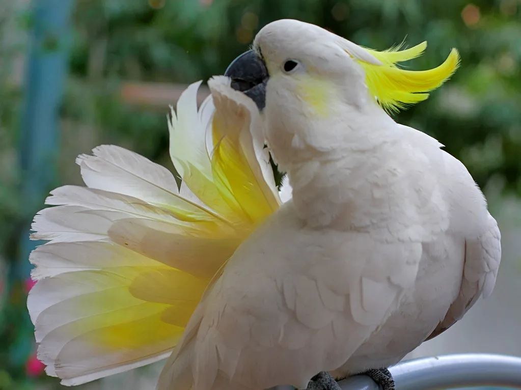 #12 - Sulphur-Crested Cockatoos: The 70-Year Heartbreak (Ersu, Flickr, CC BY 2.0)