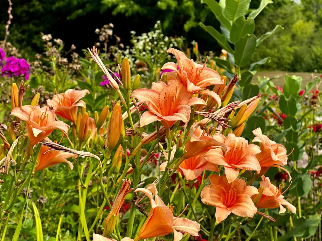 #5 - Daylilies: The Bulletproof Bloomers Everyone Took for Granted (Image Credits: Unsplash)