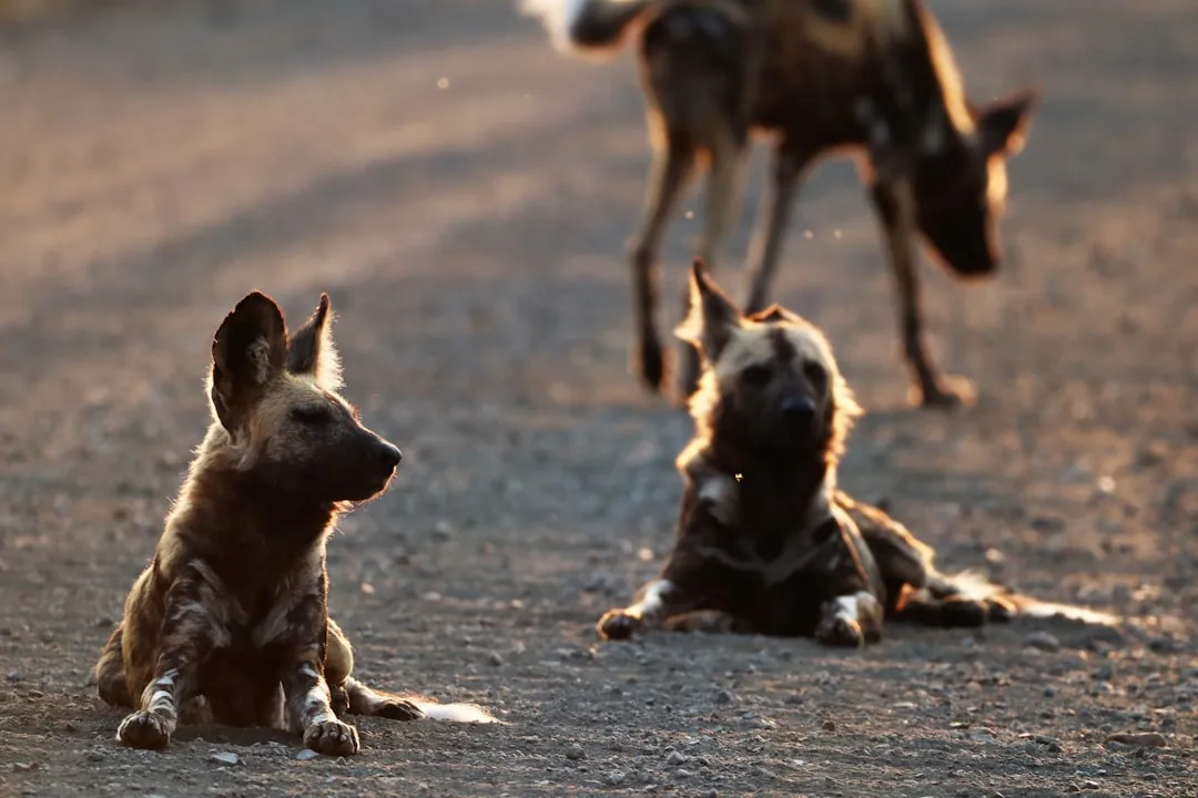 4. Coordinating Silent Flanking Moves Over Large Distances (Image Credits: Unsplash)